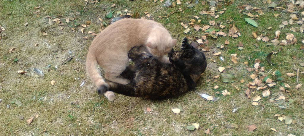 Leseempfehlung: Mark Manson